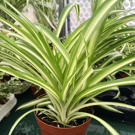 PR Live plant. Spider plant (Large)