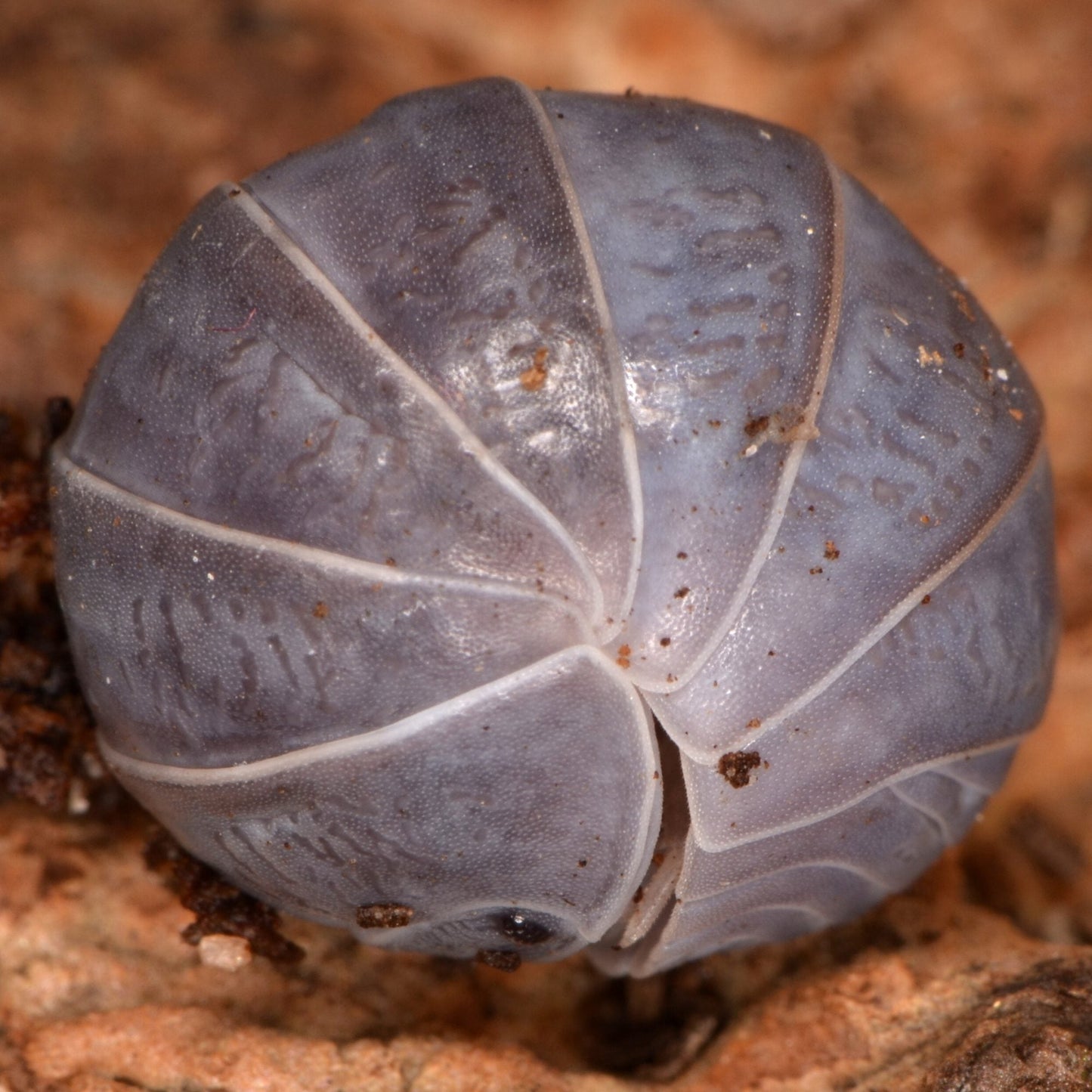 Specialist Woodlice (Isopods)