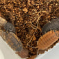 Specialist Woodlice (Isopods)