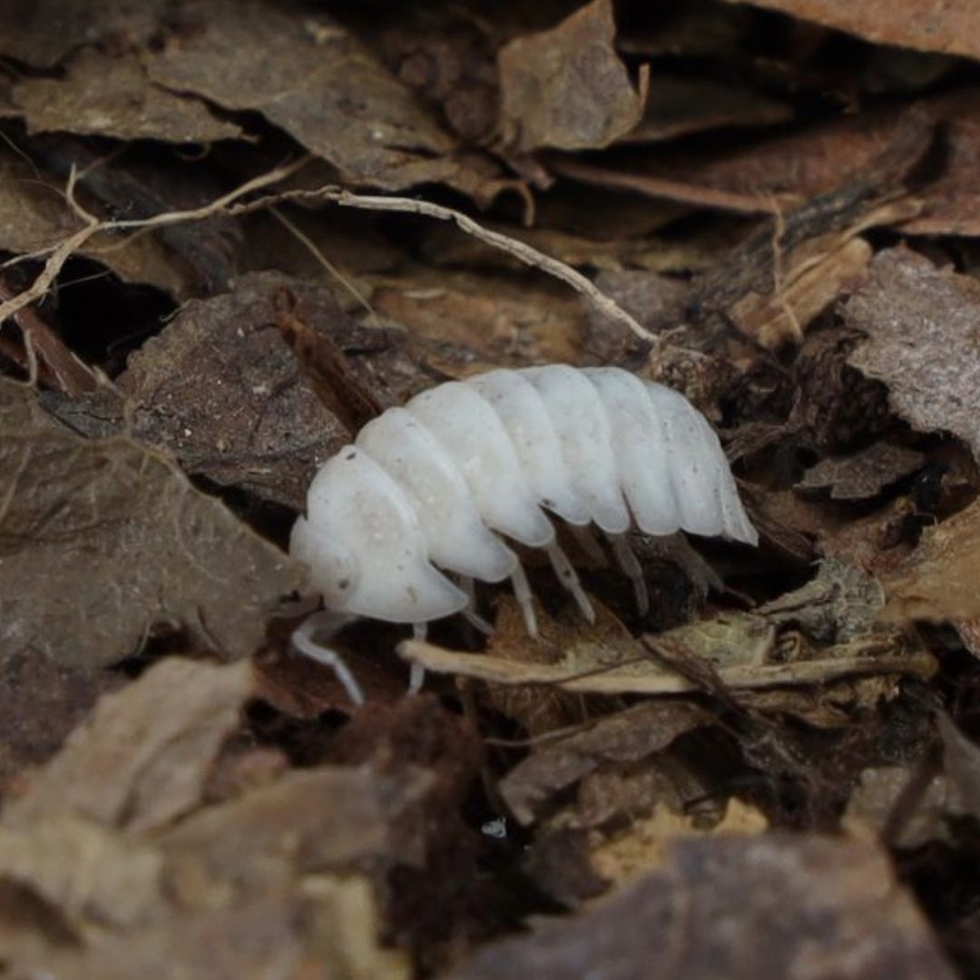 T-Albino Isopods