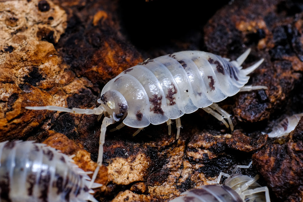 Dairy Cow Woodlice