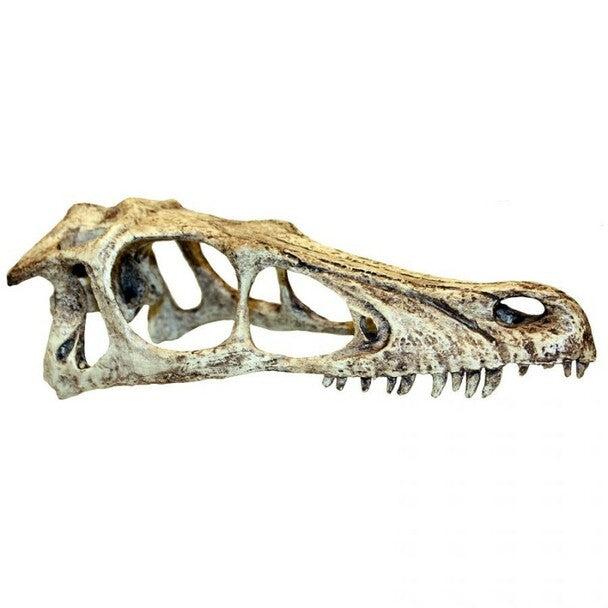 Komodo Raptor Skull