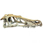 Komodo Raptor Skull