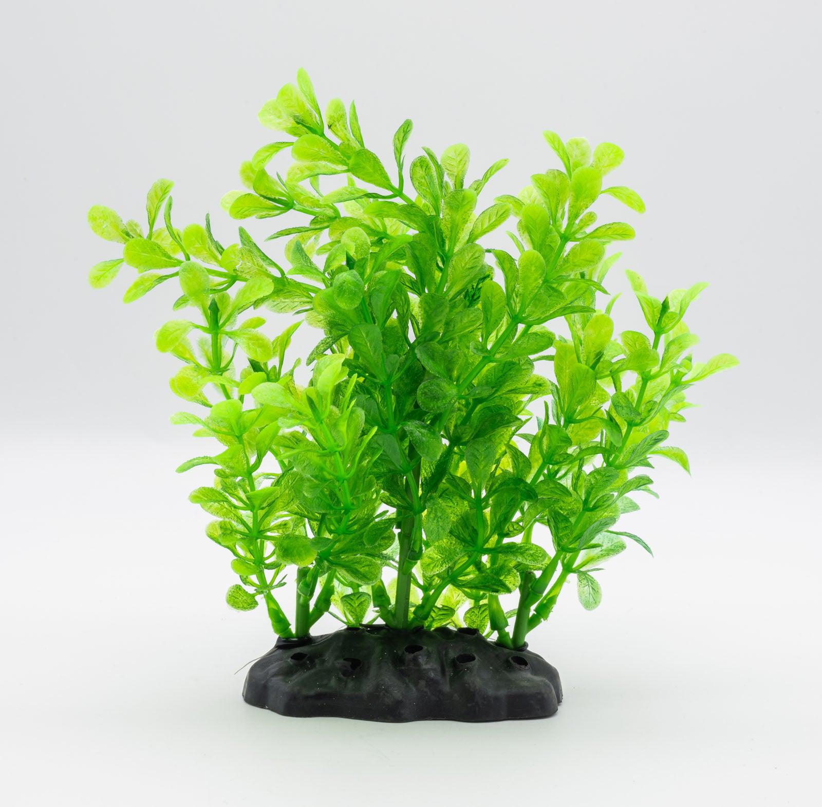 AquaSpectra Rotala, 15cm