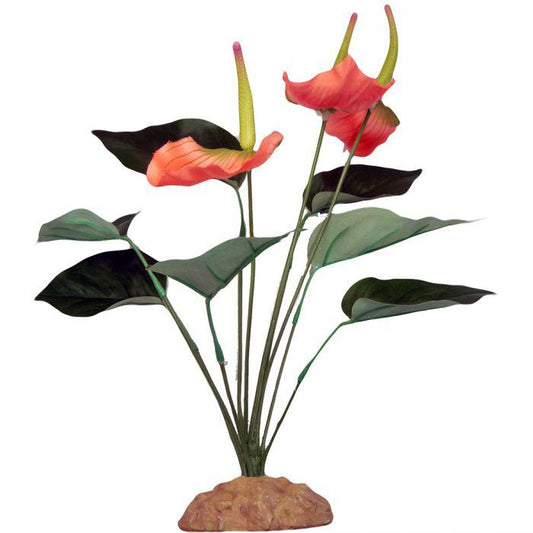 Komodo Anthurium Bush - 29cm