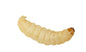 Live Waxworms