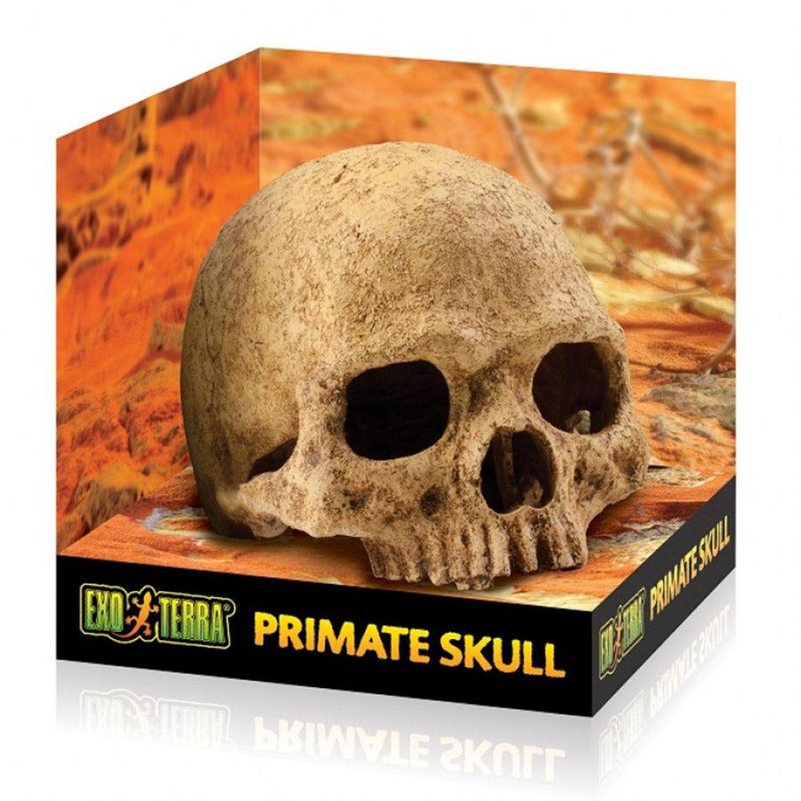 Exo Terra Primate Skull