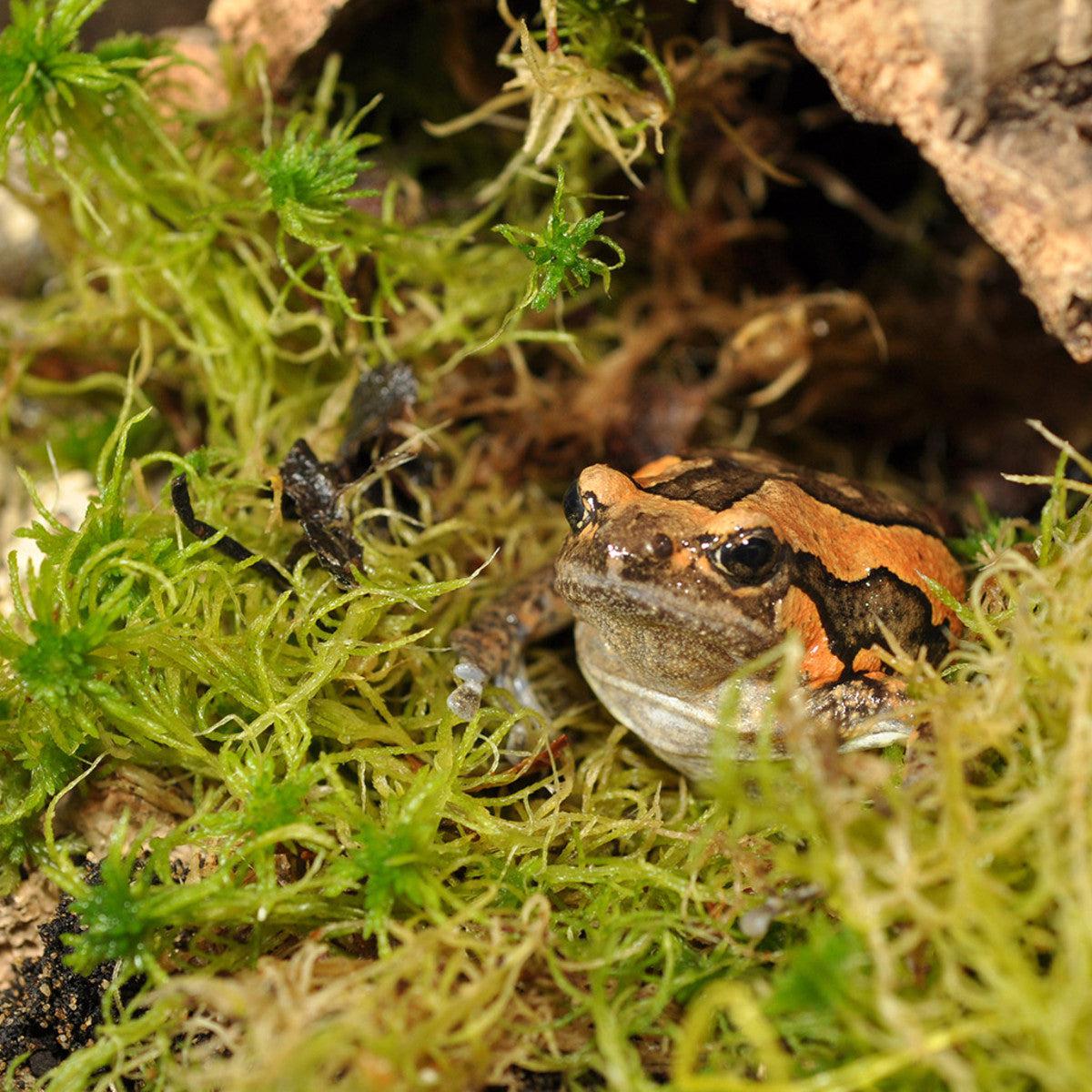 HabiStat Sphagnum Moss