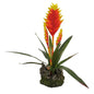 Lucky Reptile Bromeliad Yellow-Red