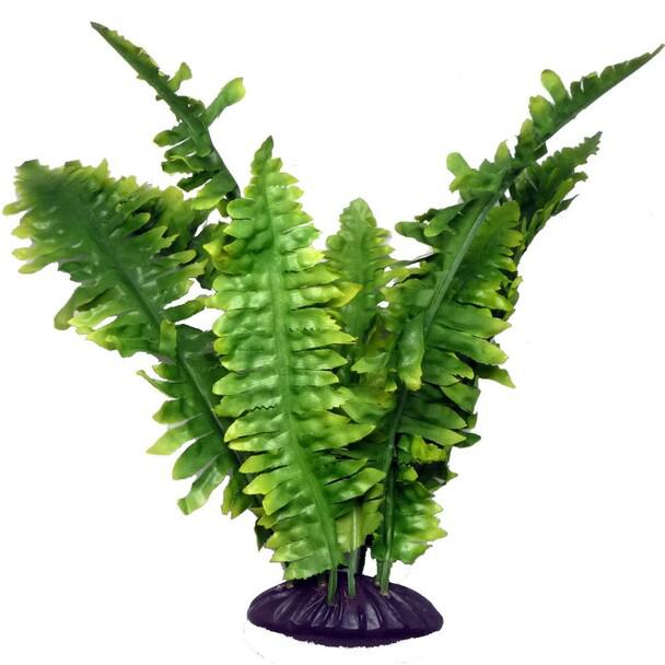 Komodo Boston Fern